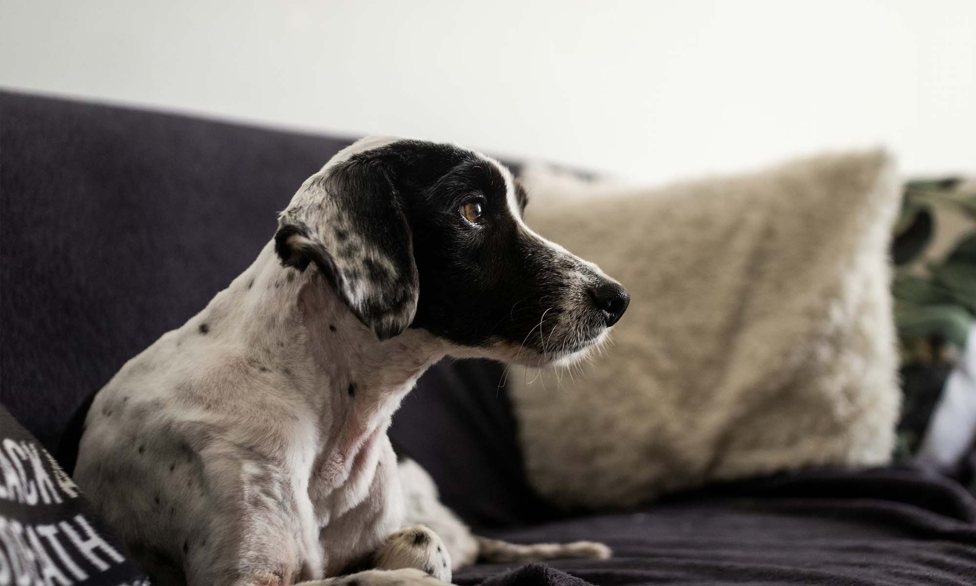 Pets, renting and the meaning of home