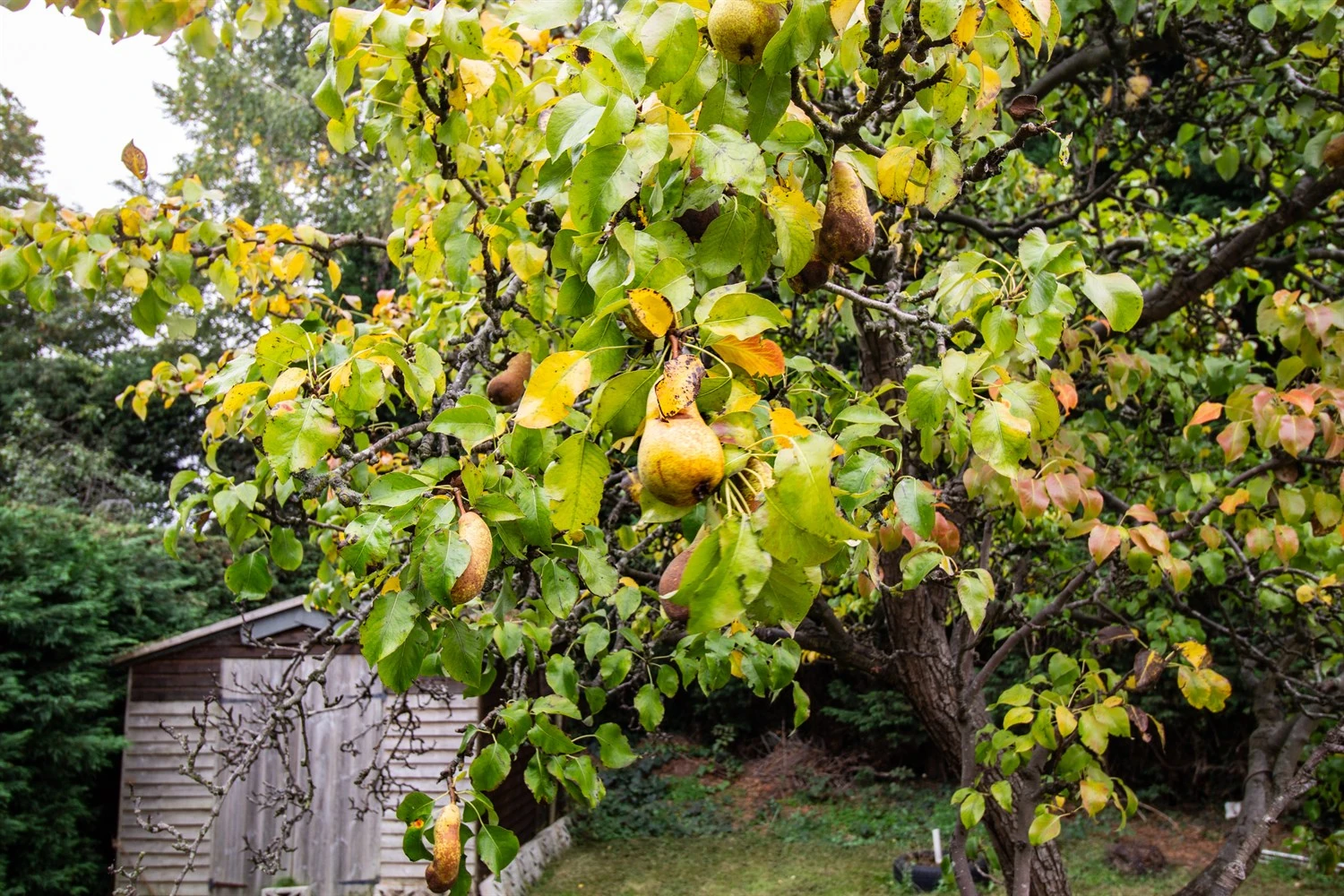 Pear Tree