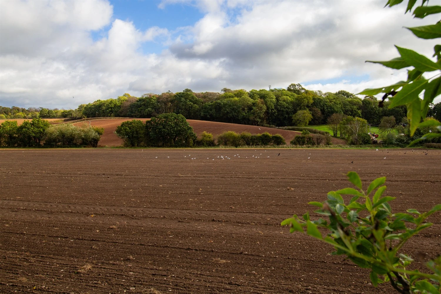 Countryside Views